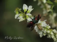 Goudwespen [Chrysididae]